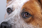 Australian Cattle Dog face