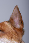 Australian Cattle Dog ear