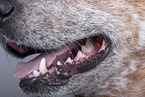 Australian Cattle Dog mouth