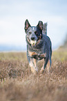 running Australian Cattle Dog