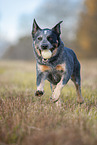 running Australian Cattle Dog