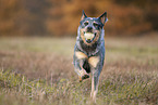 running Australian Cattle Dog