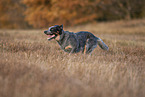 running Australian Cattle Dog