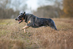 running Australian Cattle Dog