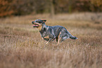 running Australian Cattle Dog