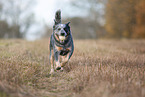 running Australian Cattle Dog