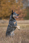 sitting Australian Cattle Dog
