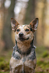 Australian Cattle Dog in the Forest