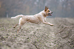Australian cattle dog running across a field