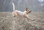Australian cattle dog running across a field
