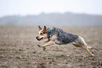 Australian cattle dog running across a field