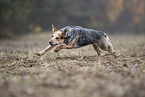 Australian cattle dog running across a field