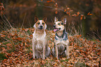 Australian Cattle Dogs