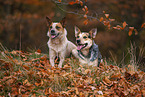 Australian Cattle Dogs