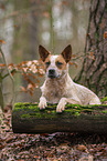lying Australian Cattle Dog