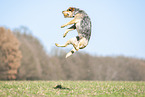 jumping Australian Cattle Dog