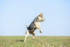 jumping Australian Cattle Dog