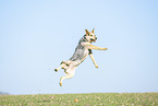 jumping Australian Cattle Dog