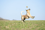 jumping Australian Cattle Dog
