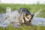 Australian Cattle Dog runs through the water