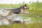 Australian Cattle Dog runs through the water