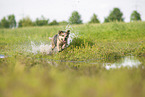 Australian Cattle Dog runs through the water