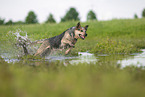 Australian Cattle Dog runs through the water