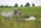 Australian Cattle Dog runs through the water