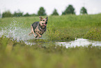 Australian Cattle Dog runs through the water