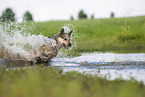 Australian Cattle Dog runs through the water