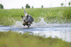 Australian Cattle Dog runs through the water