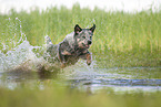 Australian Cattle Dog runs through the water