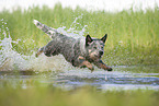 Australian Cattle Dog runs through the water