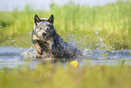 Australian Cattle Dog runs through the water