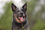 Australian Cattle Dog Portrait