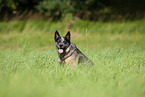 sitting Australian Cattle Dog