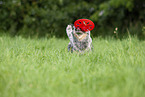 running Australian Cattle Dog