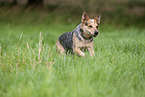running Australian Cattle Dog
