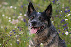 Australian Cattle Dog Portrait