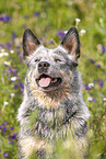 Australian Cattle Dog Portrait