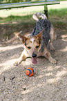 Australian Cattle Dog plays with ball