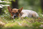 lying Australian Cattle Dog puppy