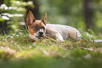 lying Australian Cattle Dog puppy