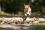 Australian Cattle Dog puppy jumps over tree trunk