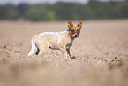 Australian cattle dog puppy on a field