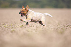 Australian cattle dog puppy running across a field