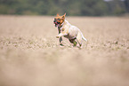 Australian cattle dog puppy running across a field