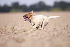 Australian cattle dog puppy running across a field