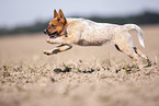 Australian cattle dog puppy running across a field