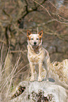 Australian cattle dog on tree trunk